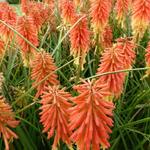 Kniphofia 'Redhot Popsicle'