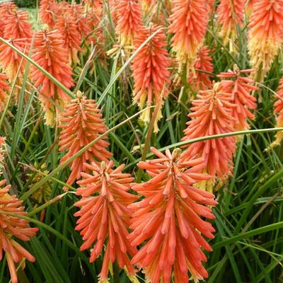 Kniphofia 'Redhot Popsicle' - Kniphofia 'Redhot Popsicle'