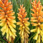 Kniphofia 'Rich Echoes' - 