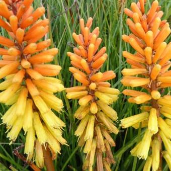 Kniphofia 'Rich Echoes'