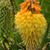 Kniphofia uvaria 'Royal Castle'