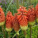 Kniphofia 'Royal Standard' - 