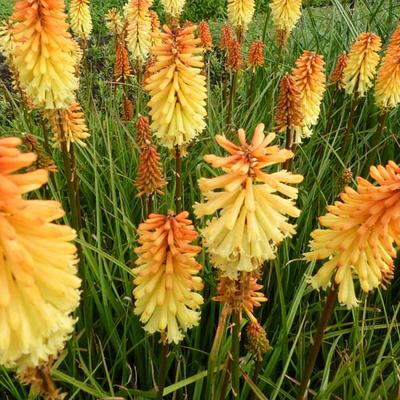 Kniphofia 'Tawny King' - Kniphofia 'Tawny King'