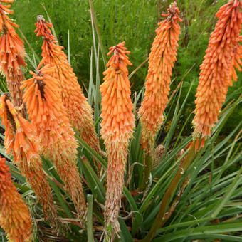 Kniphofia 'Vincent Lepage'