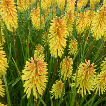 Kniphofia 'Wrexham Buttercup'