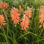 Kniphofia 'Incandesce' - 