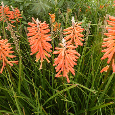 Kniphofia 'Incandesce' - 