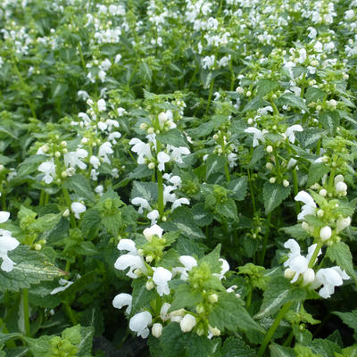 Lamium orvala 'Album'