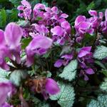 Lamium maculatum 'Beacon Silver' - 