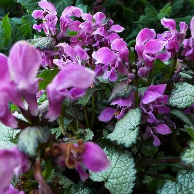 Lamium maculatum 'Beacon Silver' - 