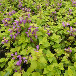 Lamium maculatum 'Cannon's Gold' - 