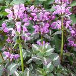 Lamium maculatum 'Chequers' - 