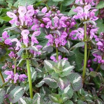 Lamium maculatum 'Chequers'