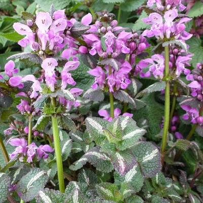 Lamium maculatum 'Chequers' - 