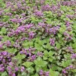 Lamium maculatum 'Roseum' - 