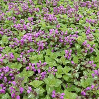 Lamium maculatum 'Roseum'