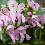 Lamium maculatum 'Shell Pink'  - 