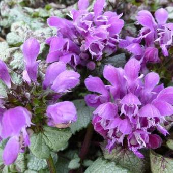 Lamium maculatum 'Sterling Silver'