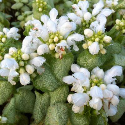 Lamium maculatum 'White Nancy' - 