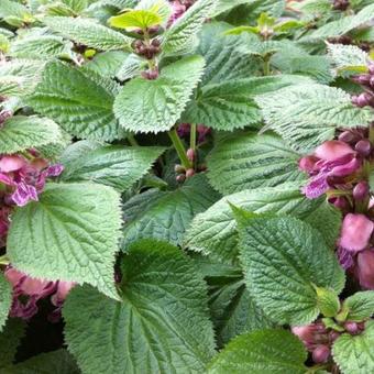 Lamium orvala