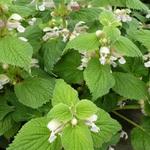 Lamium orvala 'Album' - Lamium orvala 'Album'