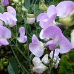 Lathyrus latifolius 'Pink Pearl' - 