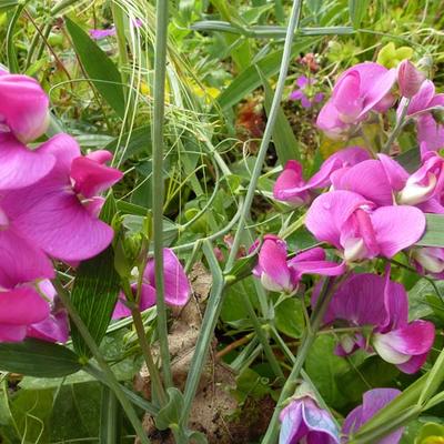 Lathyrus latifolius 'Red Pearl' - 