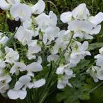 Lathyrus latifolius 'White Pearl' - 