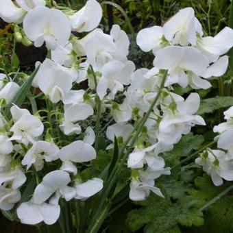 Lathyrus latifolius 'White Pearl'