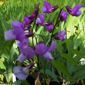 Lathyrus vernus