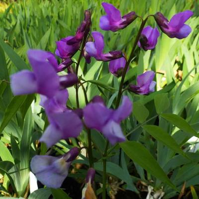 Lathyrus vernus - Frühlings-Platterbse