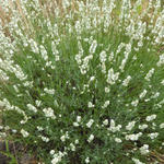 Lavandula angustifolia 'Alba' - Lavandula angustifolia 'Alba'