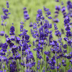 Lavandula angustifolia 'Blue Gien' - 