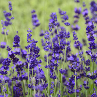 Lavandula angustifolia 'Blue Gien'