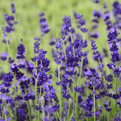 Lavandula angustifolia 'Blue Gien' - 