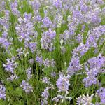 Lavandula angustifolia 'Brabants Lust' - 