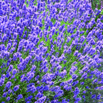 Lavandula angustifolia 'Dwarf Blue' - 