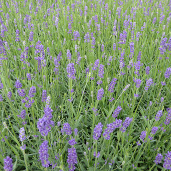 Lavandula angustifolia 'Essence Purple'