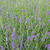 Lavandula angustifolia 'Essence Purple'