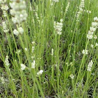 Lavandula angustifolia 'Hidcote White'