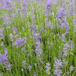 Lavandula angustifolia 'Middachten' - 