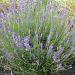 Lavandula angustifolia 'Siesta' - 