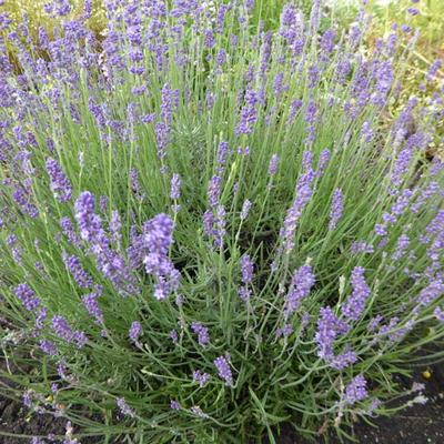 Lavandula angustifolia 'Siesta' - 