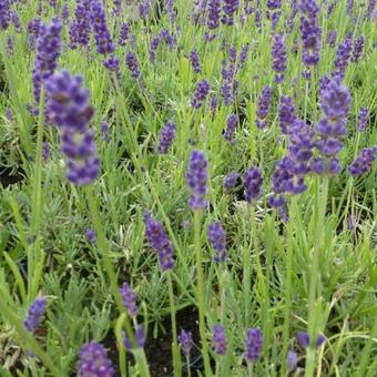 Lavandula angustifolia 'Twickel Purple'