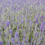 Lavandula x chaytoriae 'Richard Gray' - 