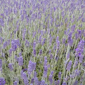 Lavandula x chaytoriae 'Richard Gray'