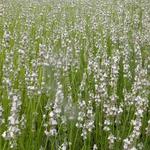 Lavandula x intermedia 'Edelweiss' - Lavandula x intermedia 'Edelweiss'