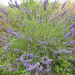 Lavandula x intermedia 'Grosso' - 