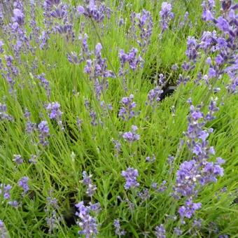 Lavandula x intermedia 'Silver'