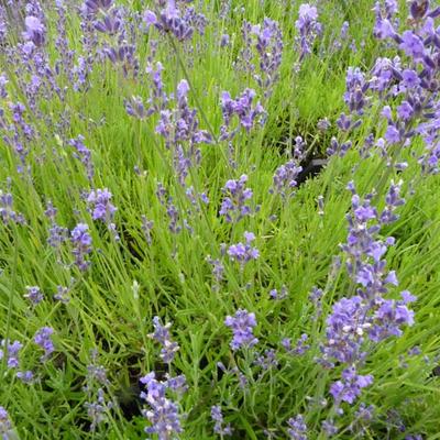 Lavandula x intermedia 'Silver' - Lavandula x intermedia 'Silver'